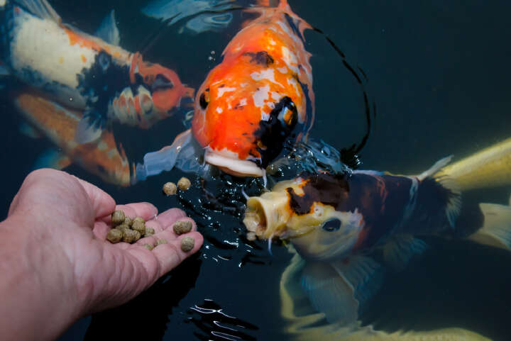 vivapet fischfutter teich banner